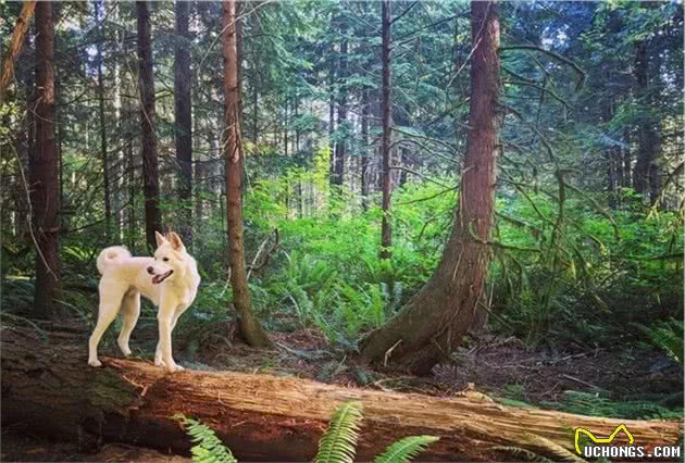 在本土不受待见的中华田园犬出国后竟然“大翻身”