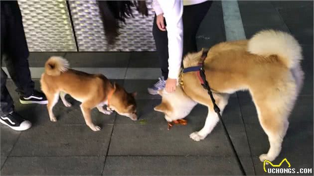 秋田犬和柴犬分不清楚？其实可以这样区分