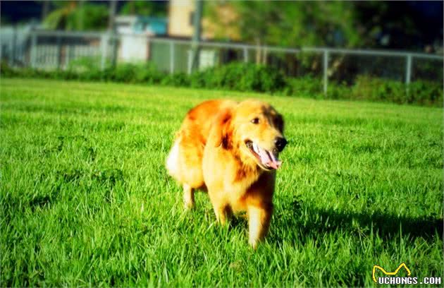 养金毛犬误区：最基本的知识，你别踩雷了