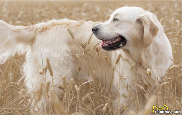 养金毛犬误区：最基本的知识，你别踩雷了