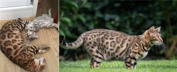 孟加拉豹猫：一种很多人想养，却养不起的猫，除非你有矿