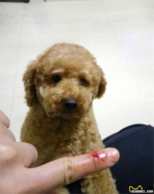 千万不要惹这些狗狗,发起怒来都是王者级别,有你家狗子吗?