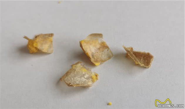 狗粮中惊现“塑料膜”？看完后才明白