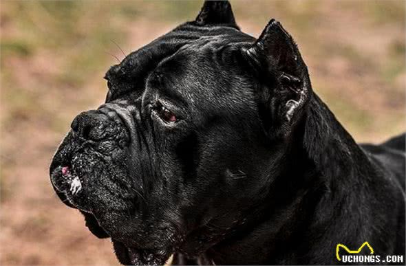 护卫犬中的带刀侍卫—卡斯罗犬