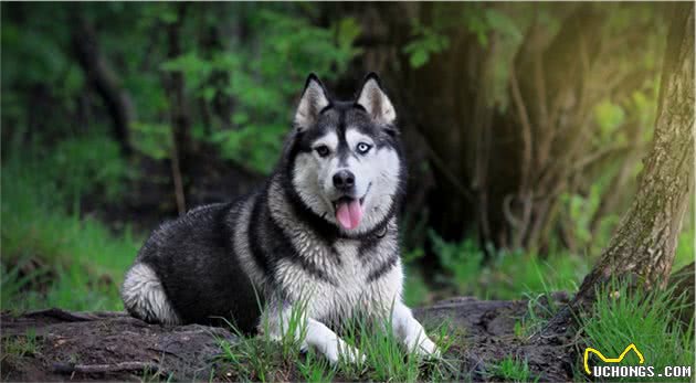 世界上十大美丽的狗品种，中国犬种上榜