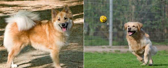 世界上十大美丽的狗品种，中国犬种上榜