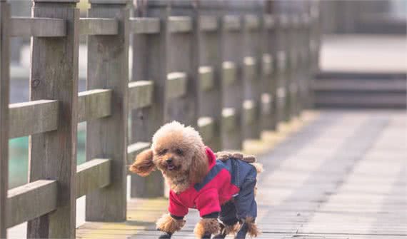 泰迪犬走丢了，一般会躲哪里？有可能是这几个地方