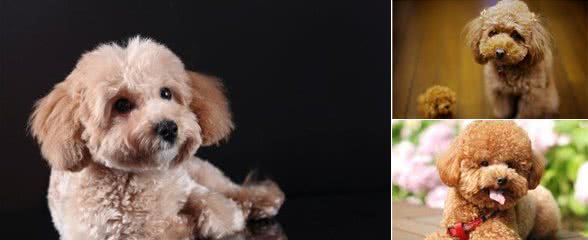 泰迪犬走丢了，一般会躲哪里？有可能是这几个地方