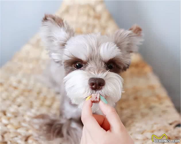 贵宾犬的六大优缺点看完再决定养不养