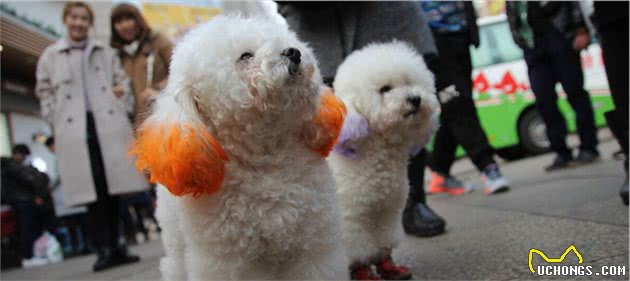 贵宾犬的六大优缺点看完再决定养不养