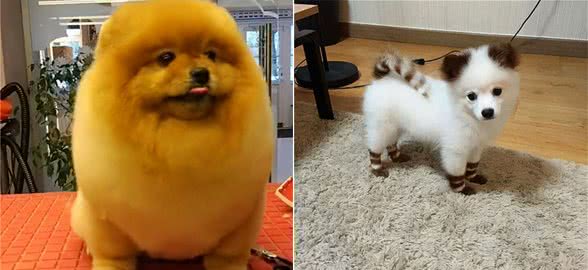 这样养博美犬，是在缩短它们的寿命，你做过几件？