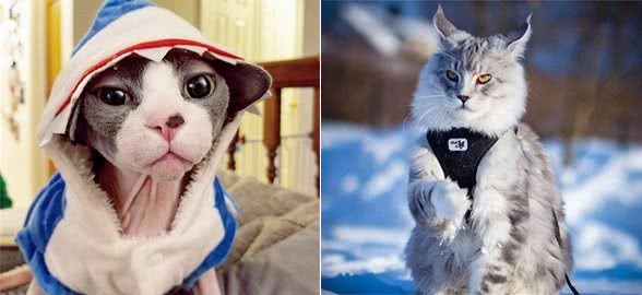 世界上最温顺的猫咪，你都知道有哪些吗？颜值高性格又好！