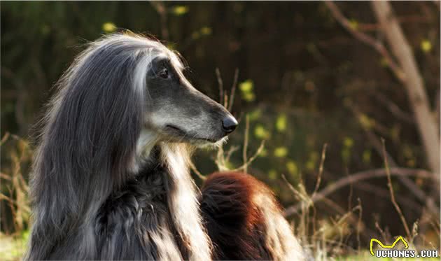 世界智商最低的阿富汗猎犬，是唯一一种可以进入五星级酒店的犬种