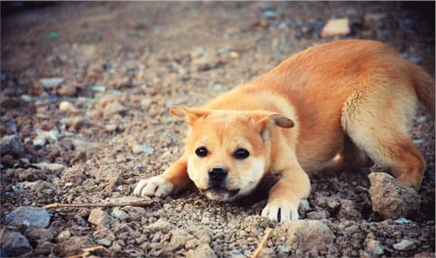 库房养了条“恶犬”看家，小姐姐走近后哭笑不得！网友：太吓人了