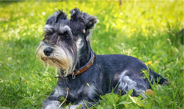 认识梗犬，除了漂亮的雪纳瑞，原来这些都是