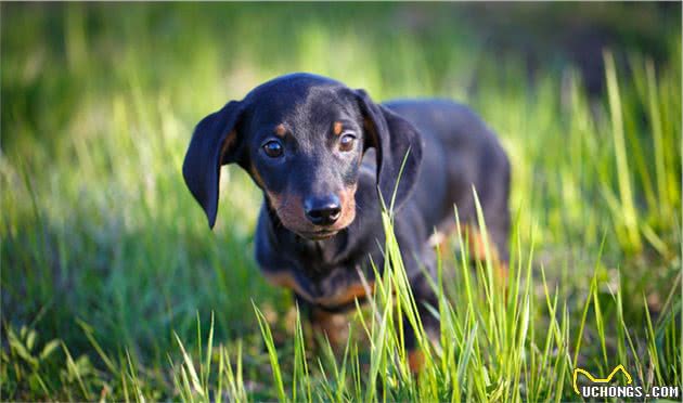 这6种疾病是腊肠犬的健康杀手，躲过它们，狗狗会更加长寿