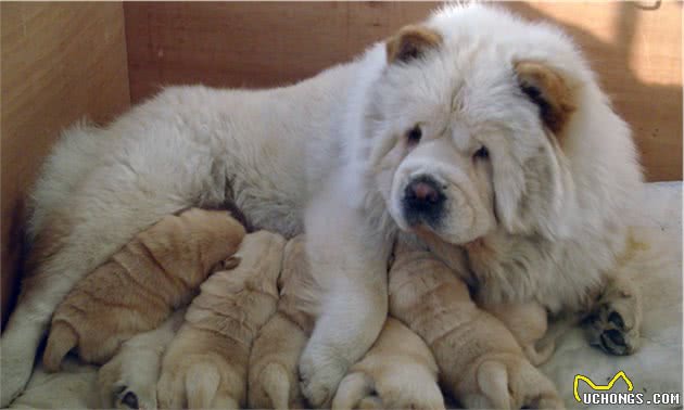 中国最古老的本土狗狗，移动的萌球松狮犬，国内却很少人愿意养