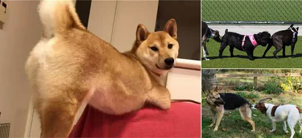 狗狗喜欢互闻屁股，并不是你们想的那样“污”