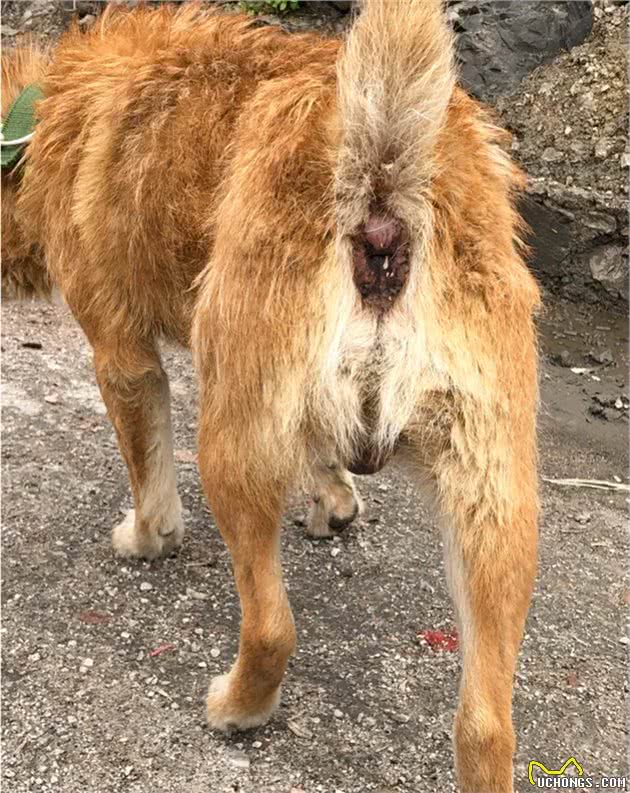 教你挑选猎性好的下司犬狗狗（其他犬类通用）