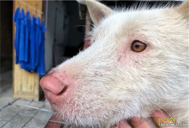 教你挑选猎性好的下司犬狗狗（其他犬类通用）