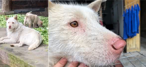 教你挑选猎性好的下司犬狗狗（其他犬类通用）