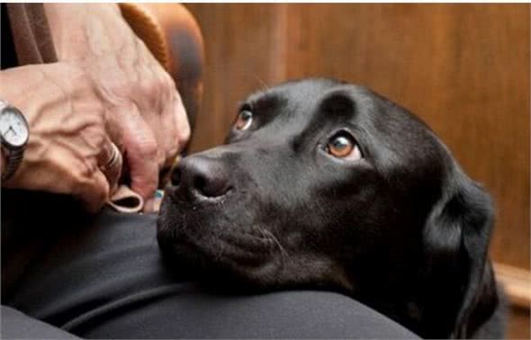 这些日常不经心的小动作，正在慢慢破坏，你跟狗狗的关系！