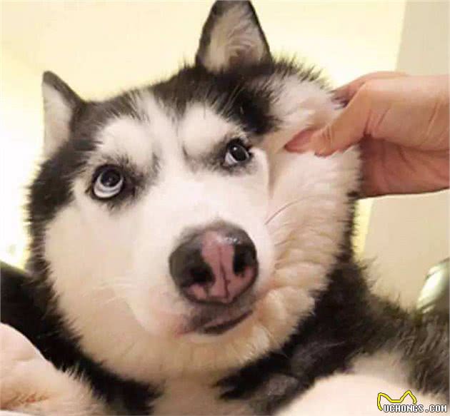 这些日常不经心的小动作，正在慢慢破坏，你跟狗狗的关系！