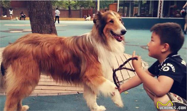 这些日常不经心的小动作，正在慢慢破坏，你跟狗狗的关系！