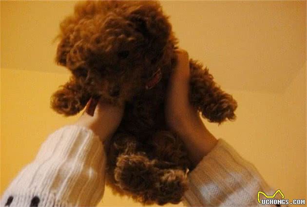 这些日常不经心的小动作，正在慢慢破坏，你跟狗狗的关系！