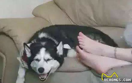 这些日常不经心的小动作，正在慢慢破坏，你跟狗狗的关系！