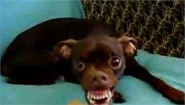 这些日常不经心的小动作，正在慢慢破坏，你跟狗狗的关系！