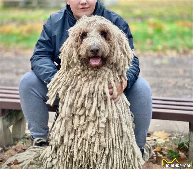 它看起来就像一只拖把，但实际上却是世界名犬