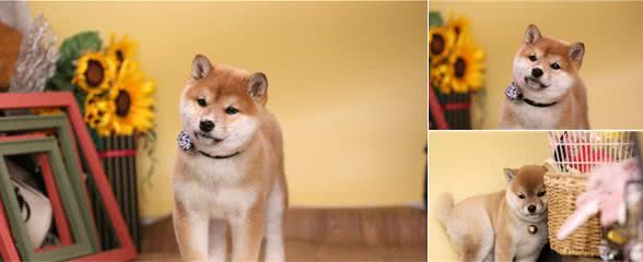 柴犬饲养过程一定要注意