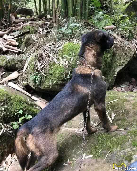 山间魅影，本土丛林悍将，堪称丛林特战的青川犬