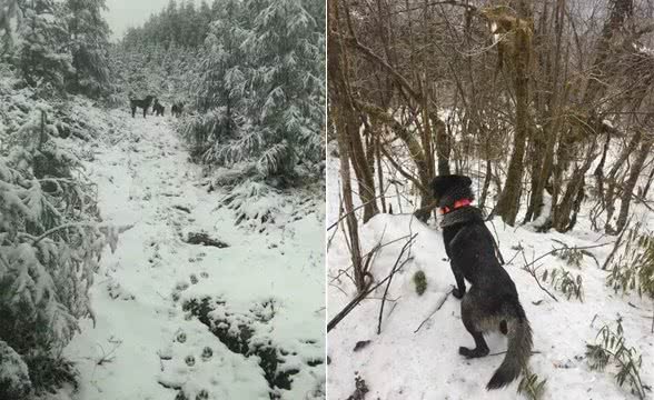 山间魅影，本土丛林悍将，堪称丛林特战的青川犬