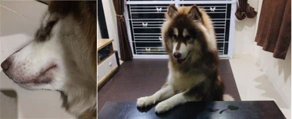 阿拉斯加咬插线板被电晕,主人很心疼,一看它的惨状忍不住想笑