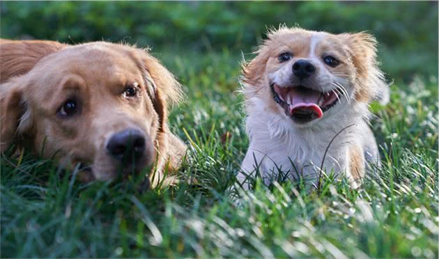 世界犬种智商排行榜第八位的蝴蝶犬