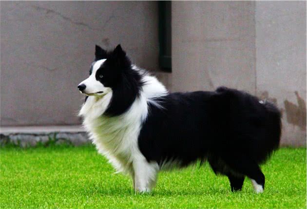 盘点敏捷性最好的十大犬种，用心培育，它们日后可能成为越障高手