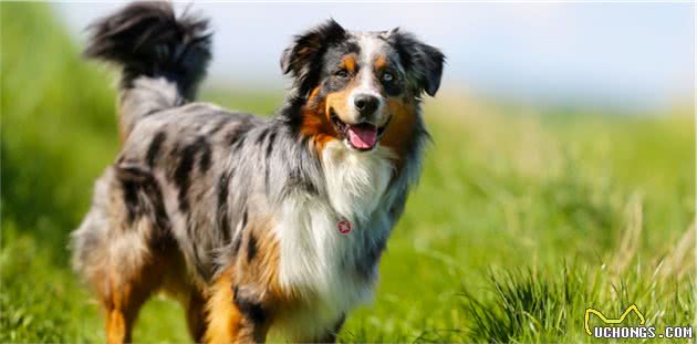 盘点敏捷性最好的十大犬种，用心培育，它们日后可能成为越障高手