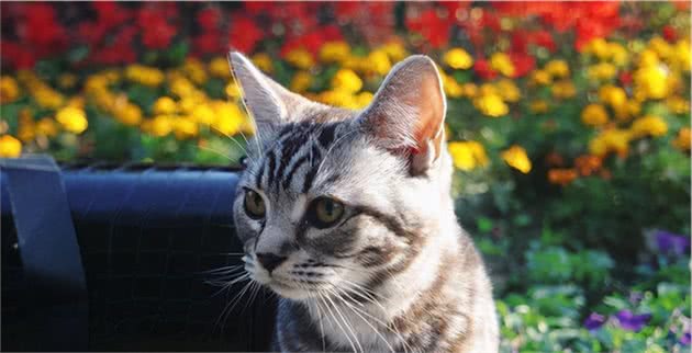 美国短尾猫四大的缺点，养之前要考虑清楚哦