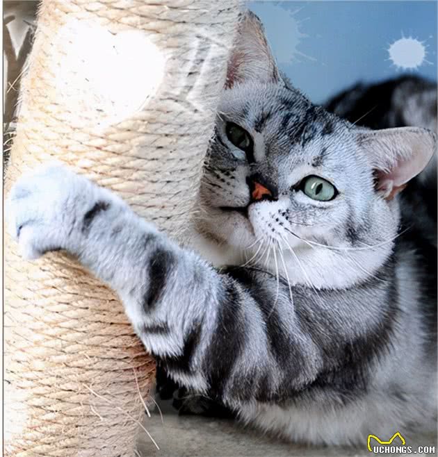 美国短尾猫四大的缺点，养之前要考虑清楚哦