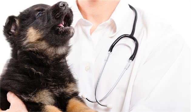 狗狗眼睛变成蓝色不一定是感染了犬瘟，传染性肝炎才是真正诱因