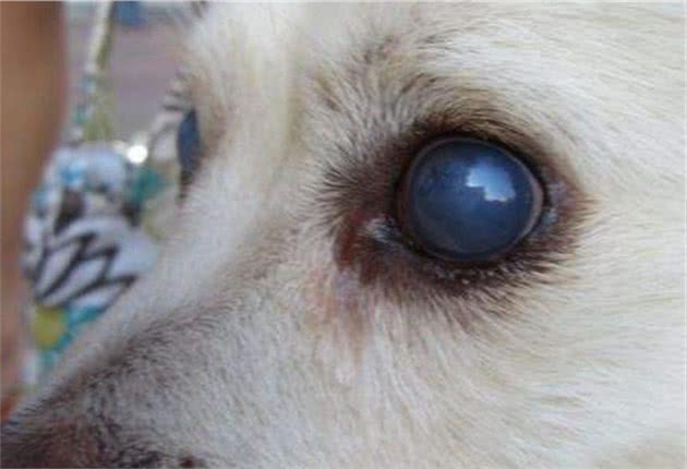 狗狗眼睛变成蓝色不一定是感染了犬瘟，传染性肝炎才是真正诱因