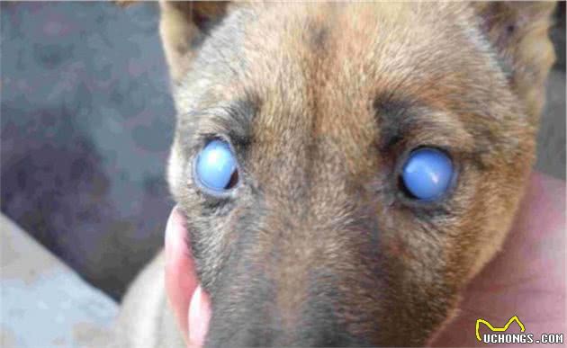 狗狗眼睛变成蓝色不一定是感染了犬瘟，传染性肝炎才是真正诱因