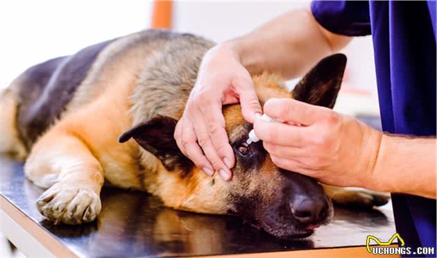 狗狗眼睛变成蓝色不一定是感染了犬瘟，传染性肝炎才是真正诱因