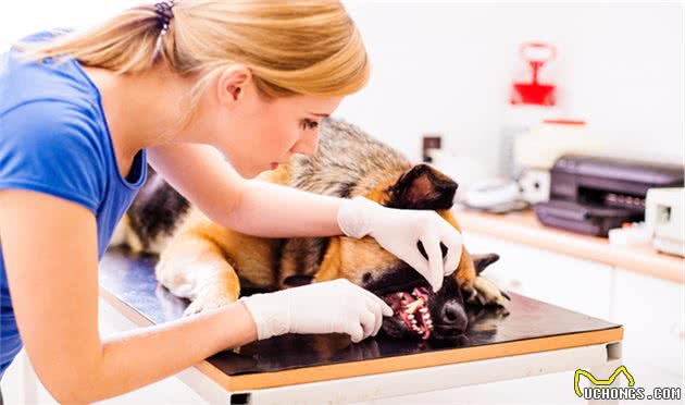 狗狗眼睛变成蓝色不一定是感染了犬瘟，传染性肝炎才是真正诱因