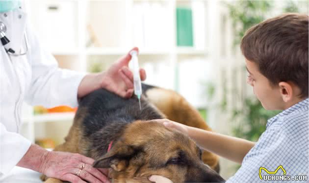 狗狗眼睛变成蓝色不一定是感染了犬瘟，传染性肝炎才是真正诱因