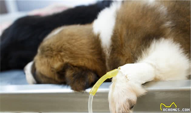 狗狗眼睛变成蓝色不一定是感染了犬瘟，传染性肝炎才是真正诱因