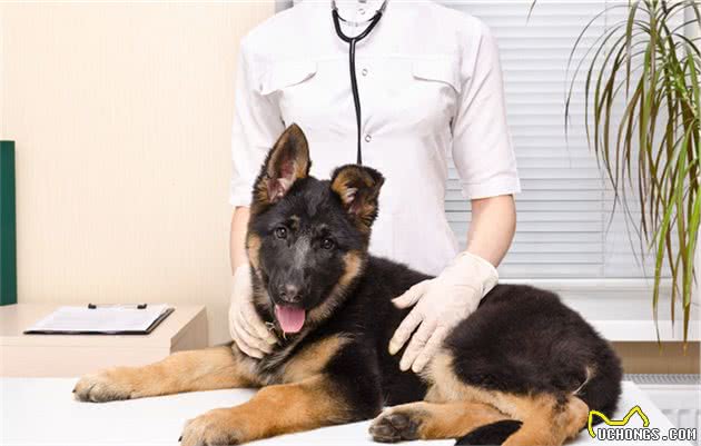狗狗眼睛变成蓝色不一定是感染了犬瘟，传染性肝炎才是真正诱因