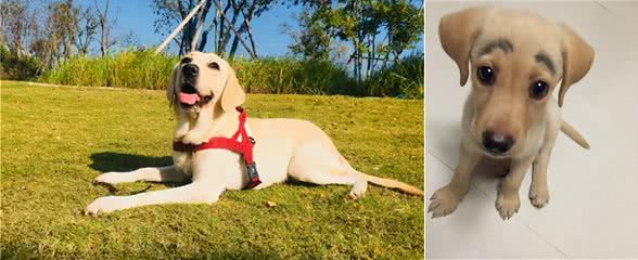 拉布拉多犬的标准体重是多少？体重不正常又该怎么办